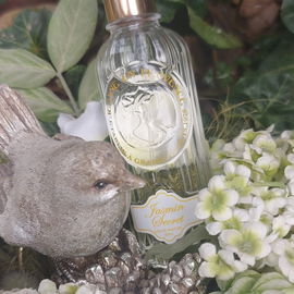Jasmin Secret - Jeanne en Provence
