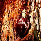 Roberto am Riesen-Mammutbaum (von Timmama)