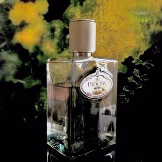Infusion d'Iris Cèdre - Prada