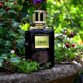 Oud - Black Vanilla Absolute - Perry Ellis