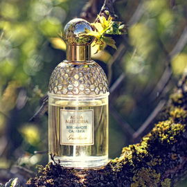 Aqua Allegoria Bergamote Calabria - Guerlain