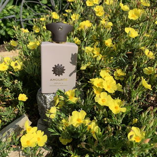 Opus V - Woods Symphony von Amouage