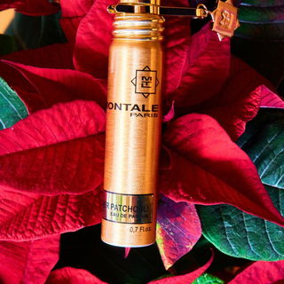 Goldstempliger Weihnachtsstern