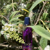 Die letzten Sonnenstrahlen genießen. (by Pollita)