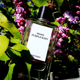 Purple Rain - Prada