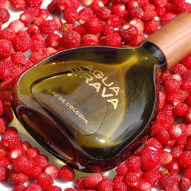 Walderdbeeren mit Waldmoos
