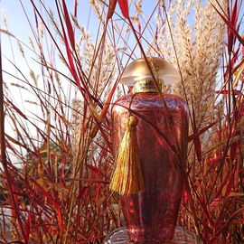 Die schöne Rose im Morgenlicht - frisch und aromatisch - eine wunderbare Begleiterin durch einen sonnigen Herbsttag 🌹🌾🍂🧡