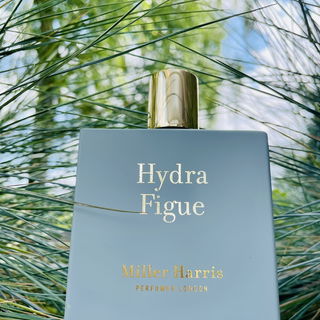 Hydra Figue by Miller Harris