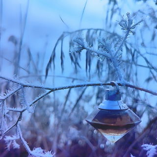 Wish (Eau de Parfum)