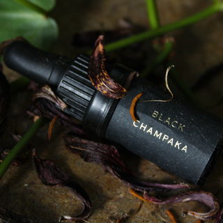 Black Champaka by Mad et Len