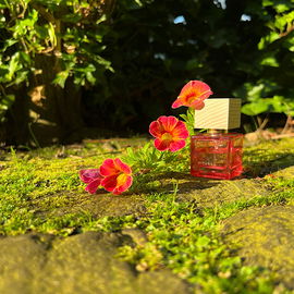 Rêve de Hanami - Rituals
