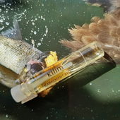 ...Duftbeute eines 🦅 (by Kailani)