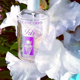 Morgenfrische Iris