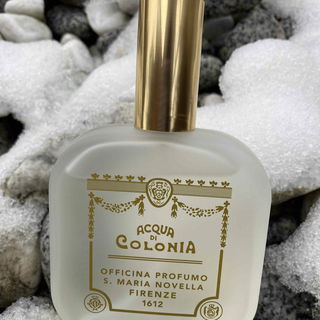 Muschio - Santa Maria Novella