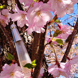 In Salem blüht die Japanische Zierkirsche 🌸 Vielen Dank für die schönen Kommentare 🩷
