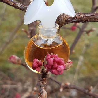 🌸❄💙🥰 Chloe stellt ihre Antennen auf Empfang und ruft: Frühling, wach auf. Die ersten Blüten sind da. Da funkt der Winter und frostet: Nix da, der Frühling schläft noch und braucht ne neue Decke. Ne Schneedecke. Vielen lieben Dank für Eure lieben Worte und Kommentare zu meinem Chloebild mit einem Blütengruss am heutigen Tag. Ich freue mich sehr und wünsche Euch einen schönen Tag und ein gutes Wochenende. Heute schneit es in meiner Region. Lg Kailani🌸❄💙🥰