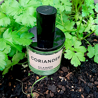 Coriander (Eau de Parfum) - D.S. & Durga