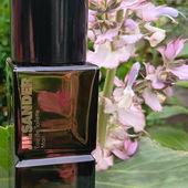 Schon vom Platzieren des Flakons rochen meine Finger nach Muskatellersalbei... (by ElAttarine)