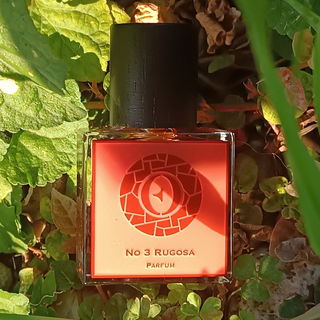 EO N°3: Rugosa by Ensar Oud