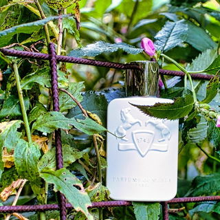 Galloway von Parfums de Marly