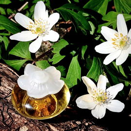Buschwindröschen. Gepflanzt hat sie niemand und trotzdem so prächtig. Fleur de Fleurs.