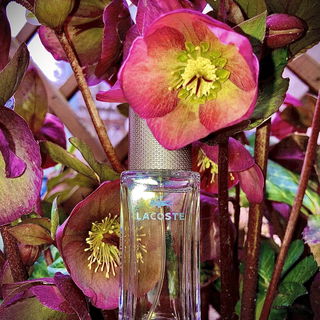 Pour Femme (Eau de Parfum) by Lacoste