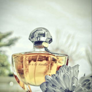 Shalimar Ode à la Vanille - Sur la route du Mexique