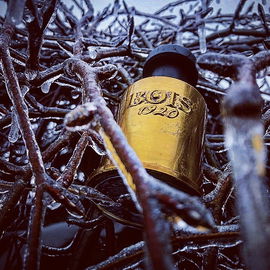 Oro 1920 - Bois 1920