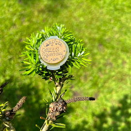 Green Mountain (Solid Perfume) - Wild Veil Perfume