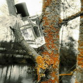 Tabakbaum.Warten auf Blätter. 🍂 (by Seejungfrau)