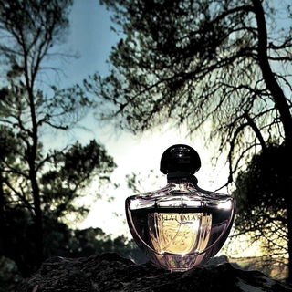 And in the shadows Eau Shalimar waits for the moon like a sweet cat in love...