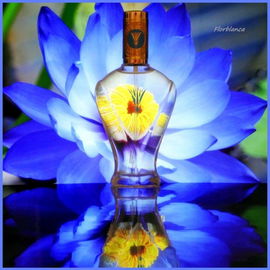 Blue Lotus - William Owen