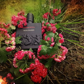 Habanita (2012) (Eau de Parfum) - Molinard