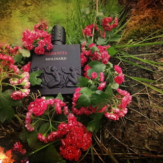 Habanita (2012) (Eau de Parfum) - Molinard