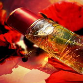 .. Kuscheln mit ‚Beauty of Livermere‘  - (so heißt der Mohn) ..... (von IrisNobile)