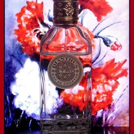 Dianthus - Etro