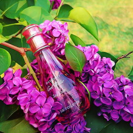 Auch wenn es diesmal keine Rose ist, die Farbe passt .....