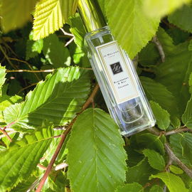 Blackberry & Bay (Cologne) by Jo Malone