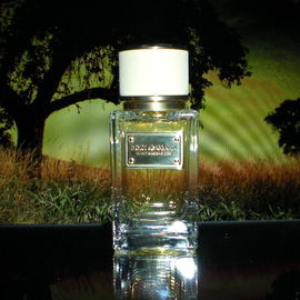 Velvet Mimosa Bloom - Dolce & Gabbana