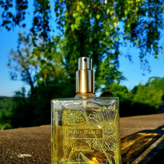 Morgenblume im Morgenlicht. 6.30 Uhr. Stille. Vögel. Andacht. Ihr Lieben! Startet gut in den Feiertag!🫶