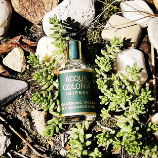 Wakening Woods of Scandinavia - 4711