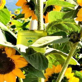 Verbena pfeift auf den Herbstanfang! 🌻😎 Ganz lieben Dank für Eure Besuche! 🌻🧡