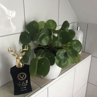 Al Noble Ameer von Lattafa