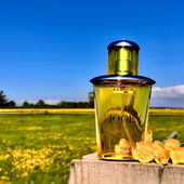 … so wie es war - an diesem Tag …. eine Idylle im Sonnenschein :)) 🌼🔆 …. ‚Berlin‘ steht im hessischen Acker - und Pferdeweidenland ;)) .. könnte tats. auch i-wo in Brandenburg , Schl.-Holst. oder Meckpomm sein 🌼🌼🌼 (by IrisNobile)