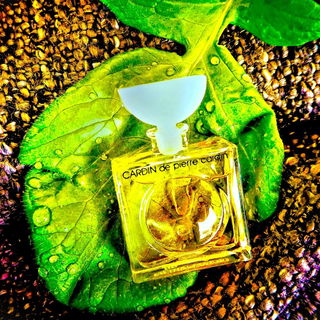 Cardin / Cardin de Pierre Cardin (Eau de Toilette) by Pierre Cardin