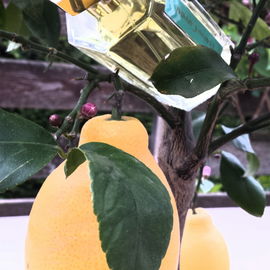 L'Eau du Caporal by L'Artisan Parfumeur