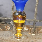 💜💙💜Die Schöne, ne Miniatur und ich bedanken uns bei Euch für Euren Besuch.  Freut mich sehr 💙💜💙🥰🙋‍♀️ (von Kailani)