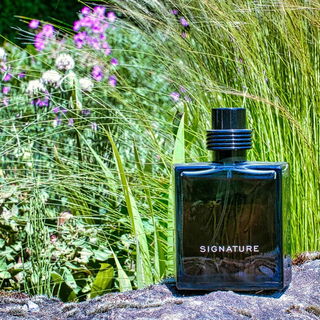 1881 Signature - Cerruti