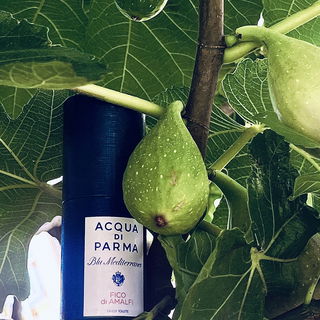 Fico di Amalfi von Acqua di Parma