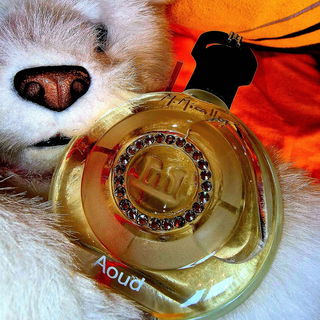 Aoud by M. Micallef